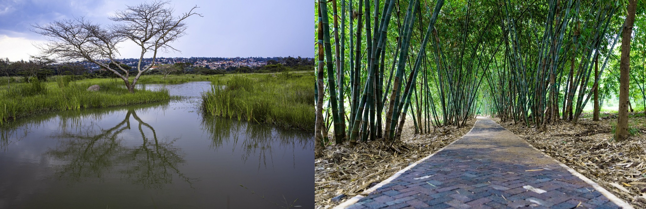 nyandungu urban wetland eco tourism park